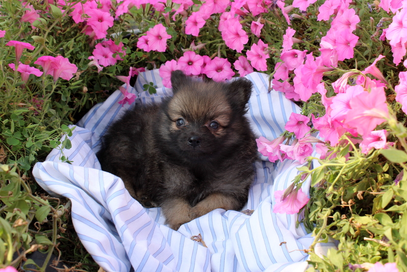 puppy, for, sale, Pomeranian, Matthew B. Stoltzfus, dog, breeder, Gap, PA, dog-breeder, puppy-for-sale, forsale, nearby, find, puppyfind, locator, puppylocator, aca